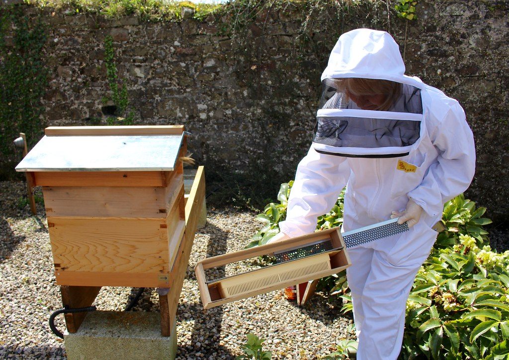 girl harvesting bee pollen from a hive, HummingBee products