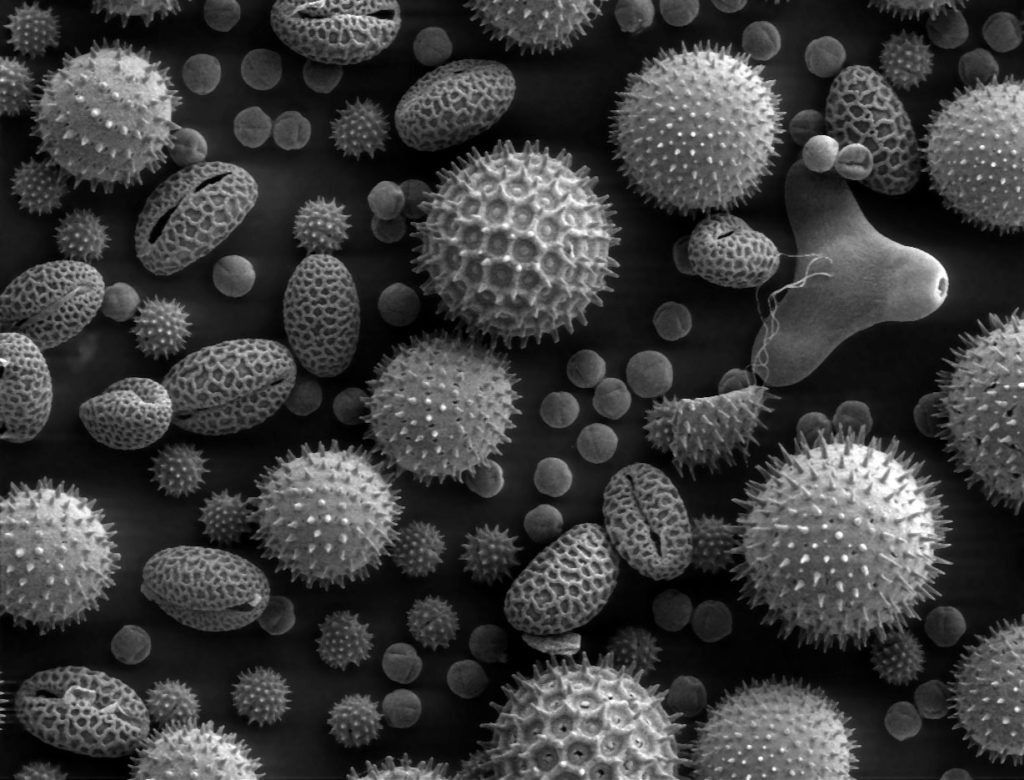 An electronic microscopy image of pollen