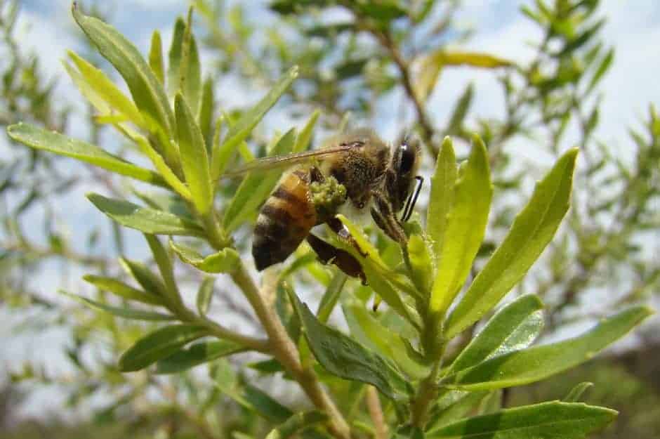 Honeybee collecting green bee propolis