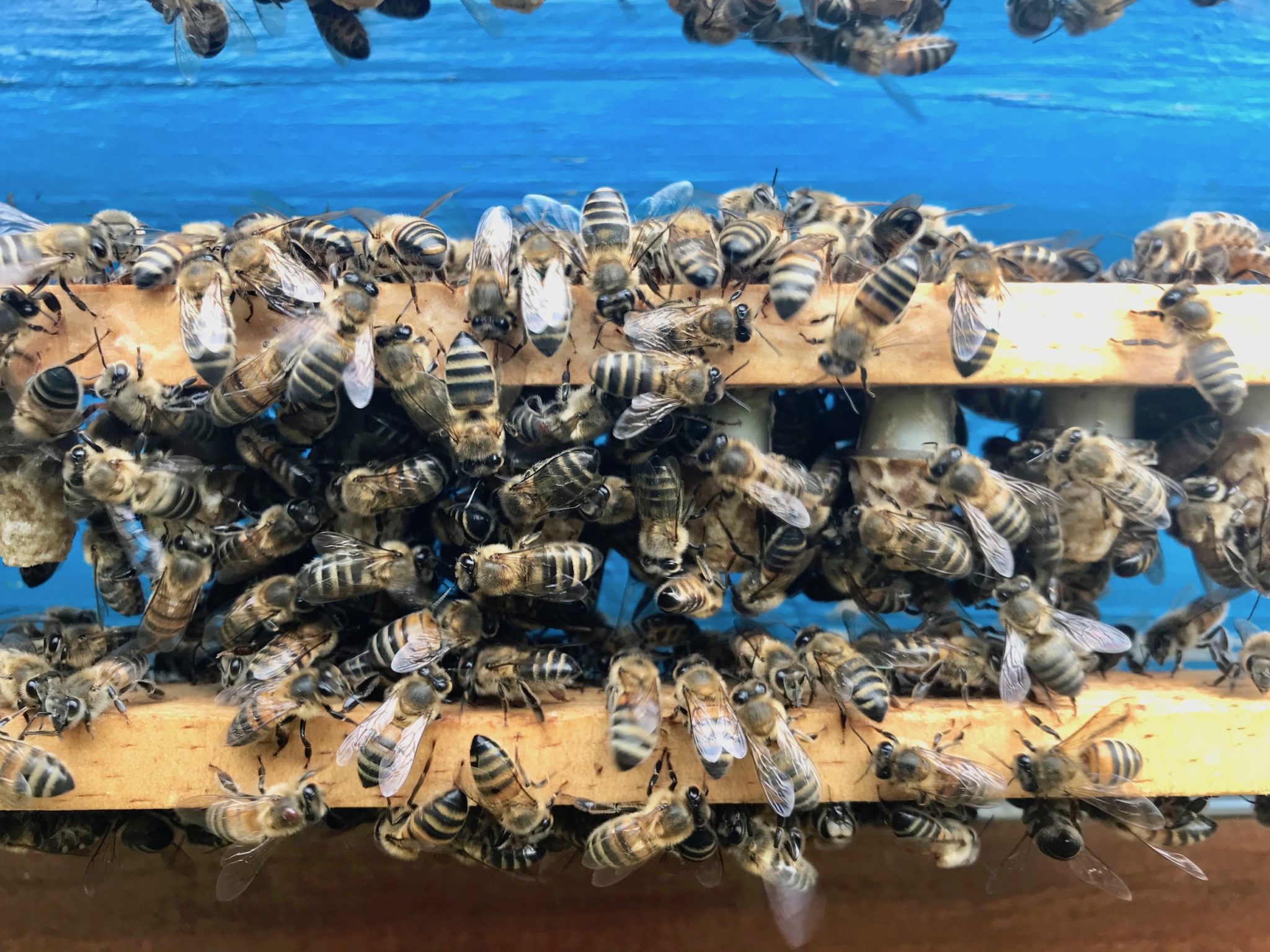 Royal Jelly The three essential facts Specialized Bee Products