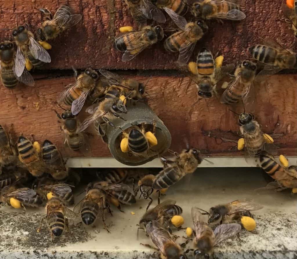 bee with bee pollen on their legs