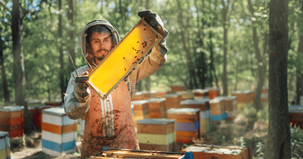 Beekeeper pulling out a honeycomb from a hive